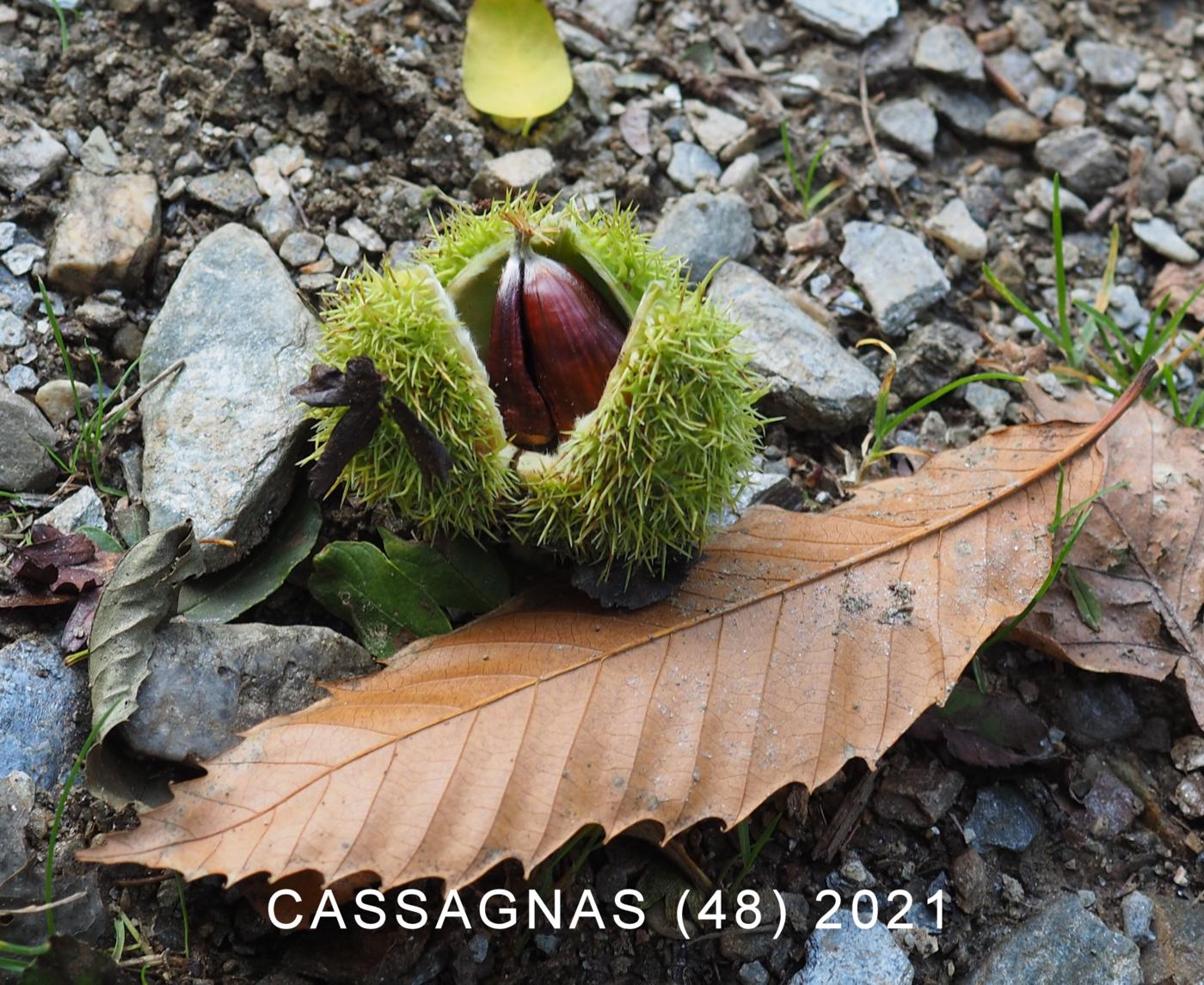 Sweet Chestnut fruit